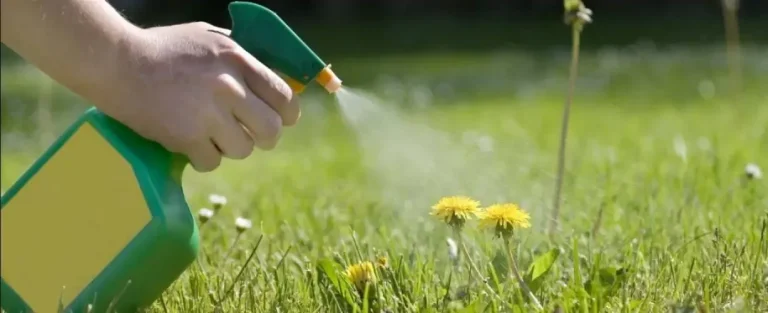 Best Weed Killer In Australia